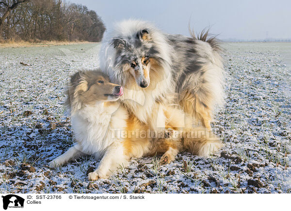 Collies / SST-23766