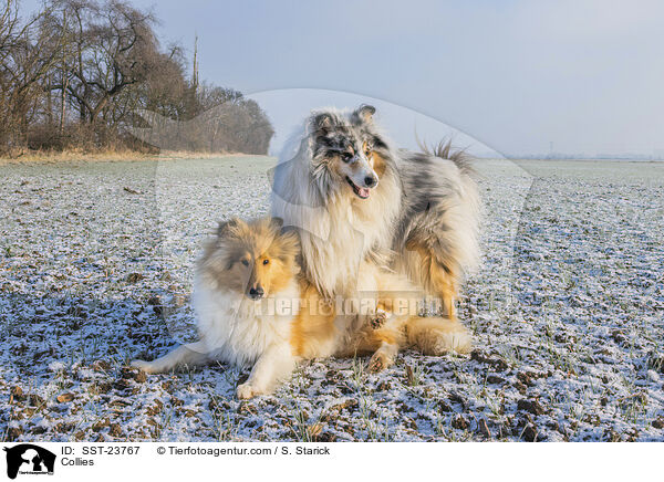 Collies / Collies / SST-23767