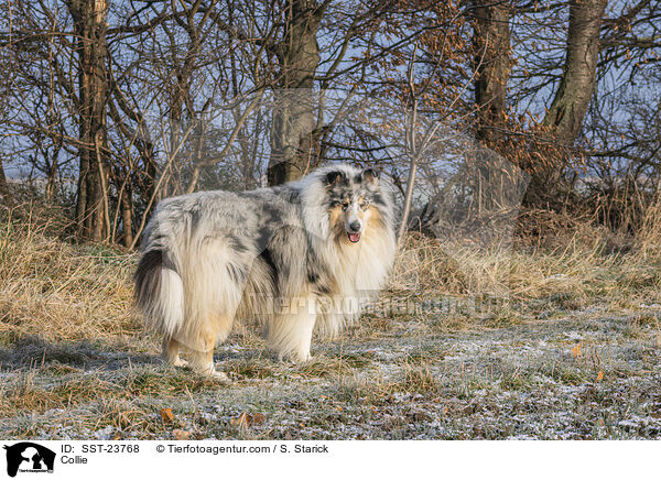 Collie / SST-23768
