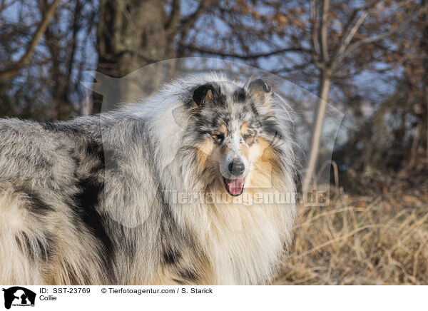 Collie / Collie / SST-23769