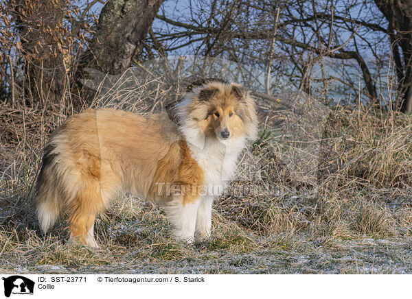 Collie / SST-23771