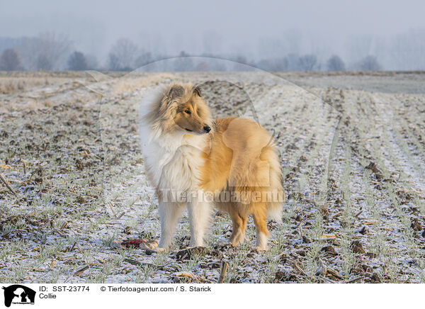 Collie / Collie / SST-23774
