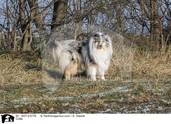 Collie / Collie / SST-23779