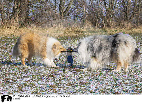 Collies / SST-23781
