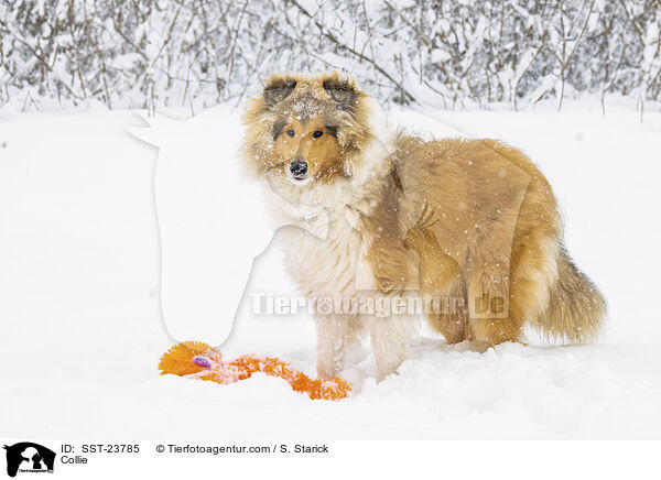 Collie / SST-23785