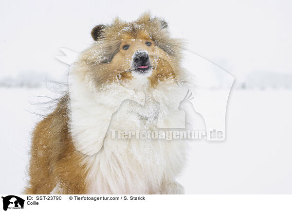 Collie / Collie / SST-23790