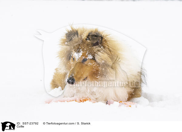 Collie / Collie / SST-23792