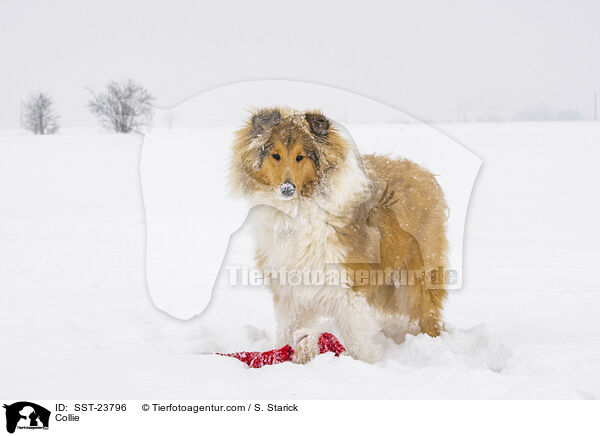 Collie / SST-23796