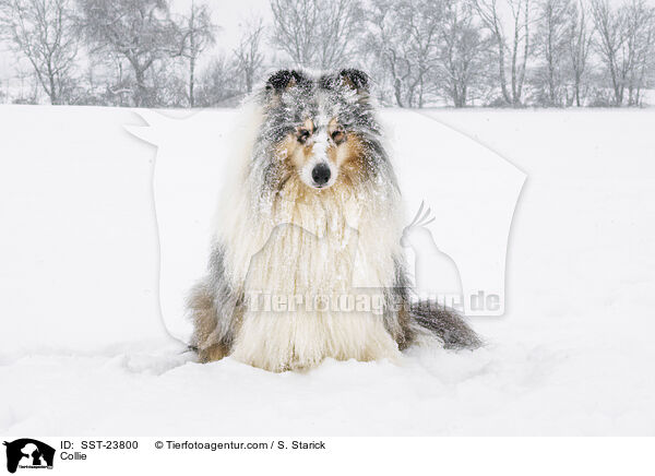 Collie / Collie / SST-23800