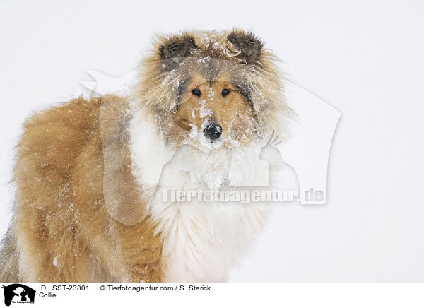 Collie / Collie / SST-23801