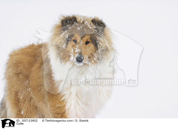Collie / SST-23802
