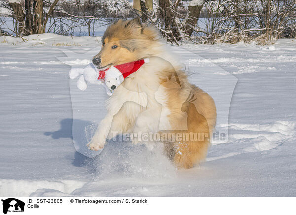 Collie / SST-23805