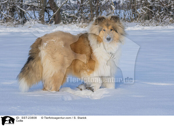 Collie / Collie / SST-23808