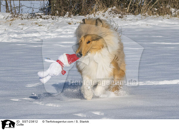Collie / Collie / SST-23812