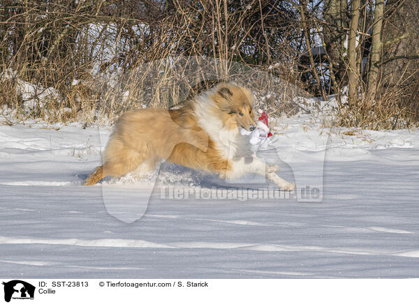 Collie / Collie / SST-23813