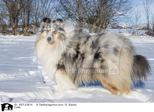 Collie / SST-23814