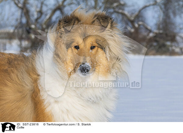 Collie / Collie / SST-23816