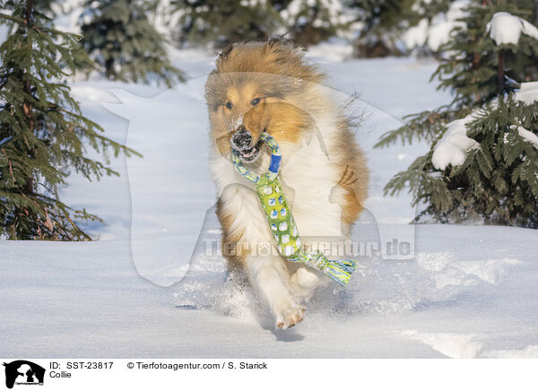 Collie / Collie / SST-23817