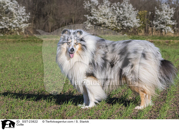 Collie / SST-23822
