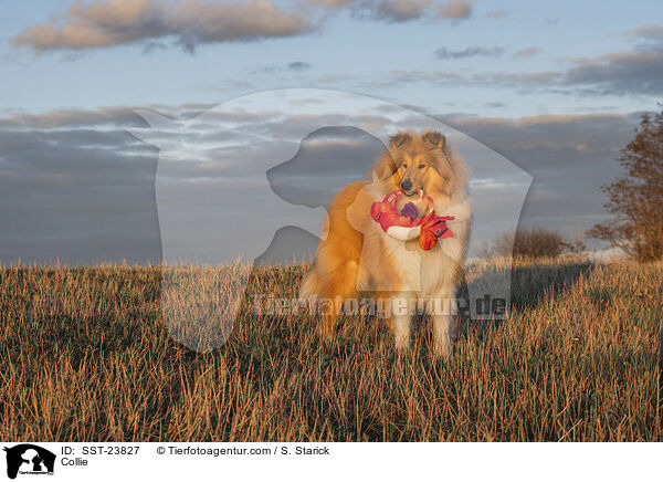 Collie / Collie / SST-23827