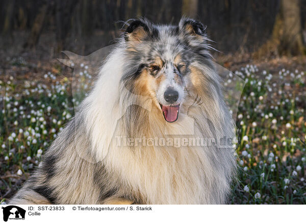 Collie / Collie / SST-23833