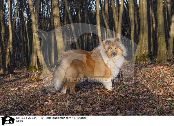 Collie / SST-23834