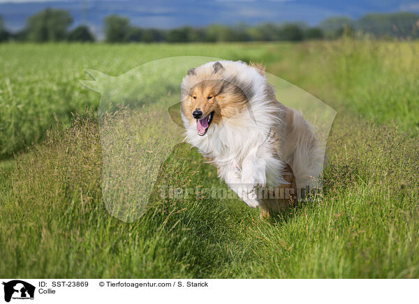 Collie / SST-23869