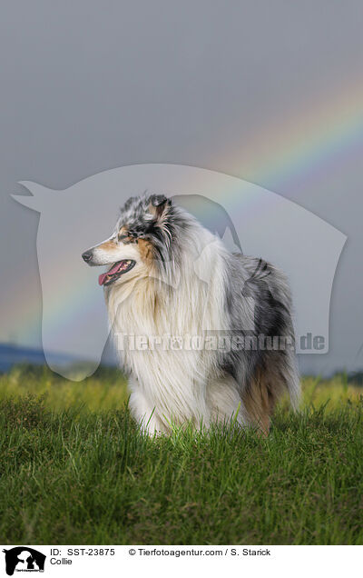 Collie / SST-23875