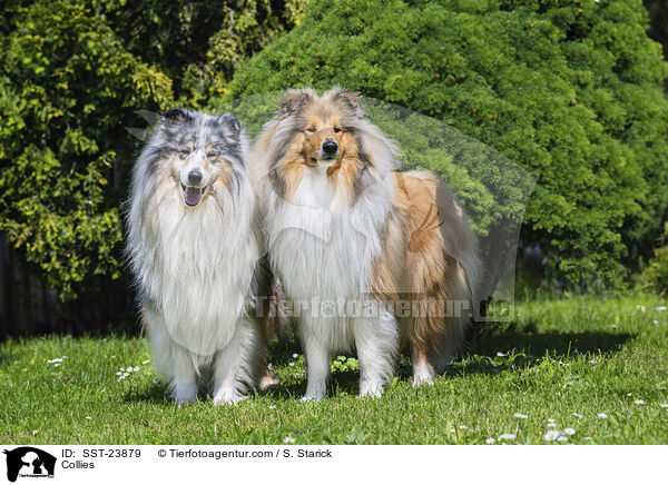 Collies / SST-23879