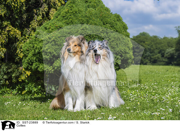 Collies / SST-23889