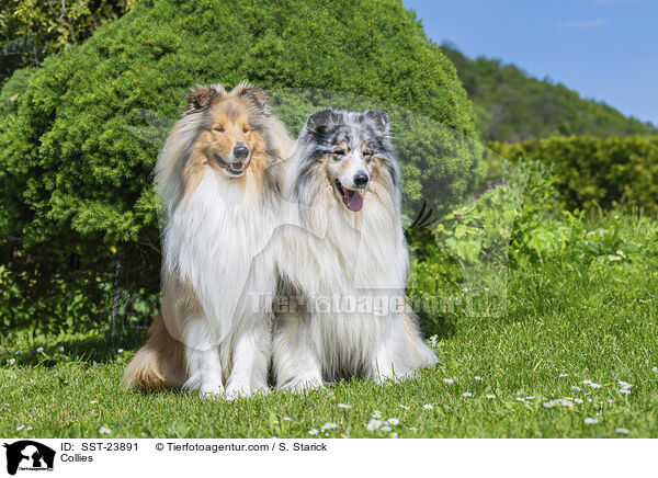 Collies / SST-23891