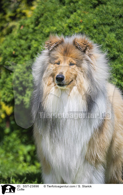 Collie / Collie / SST-23896