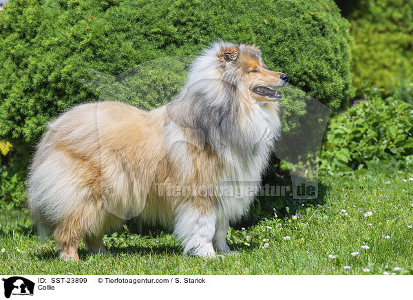 Collie / SST-23899