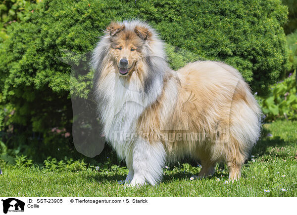 Collie / SST-23905