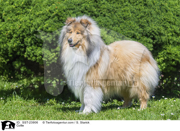 Collie / SST-23906