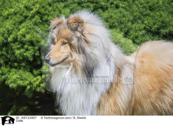 Collie / Collie / SST-23907