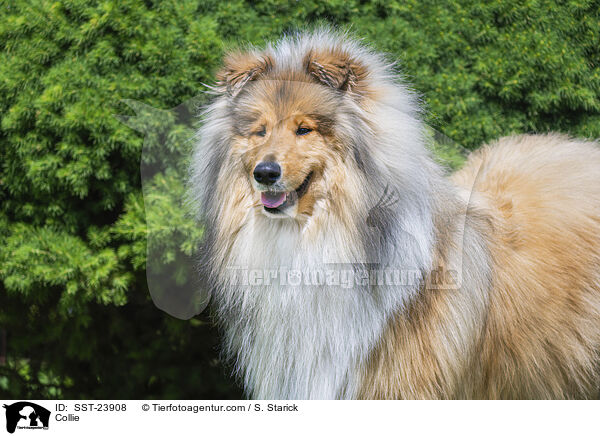 Collie / SST-23908