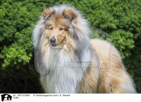 Collie / Collie / SST-23909