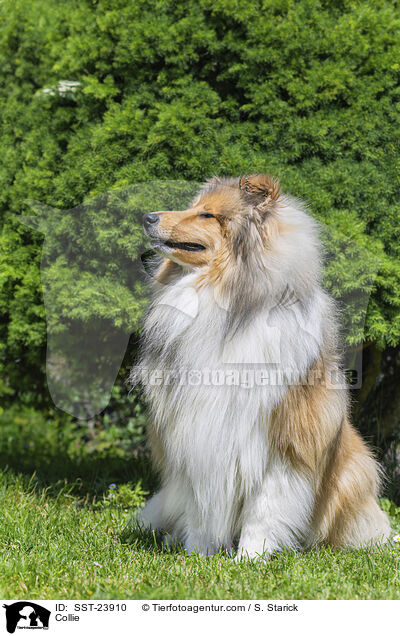 Collie / Collie / SST-23910