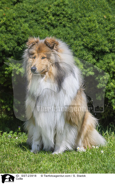Collie / Collie / SST-23918