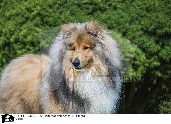 Collie / SST-23922