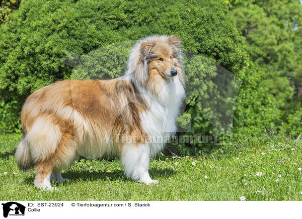 Collie / Collie / SST-23924