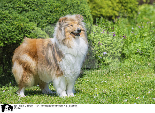 Collie / SST-23925