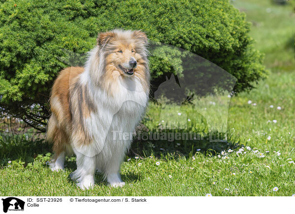 Collie / SST-23926