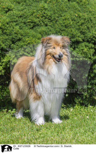Collie / Collie / SST-23928