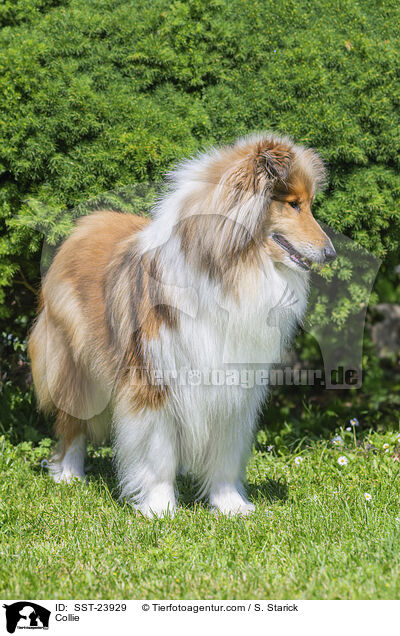 Collie / Collie / SST-23929
