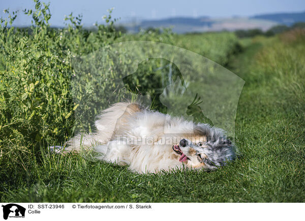 Collie / SST-23946