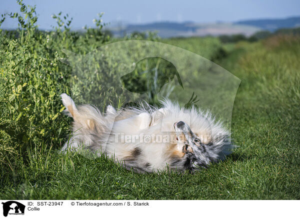 Collie / SST-23947