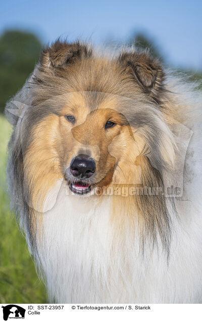 Collie / SST-23957