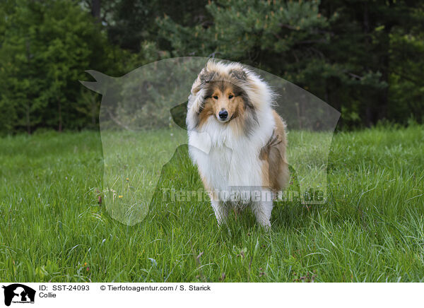 Collie / SST-24093
